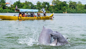 Paddle with the rarest dolphins on earth
